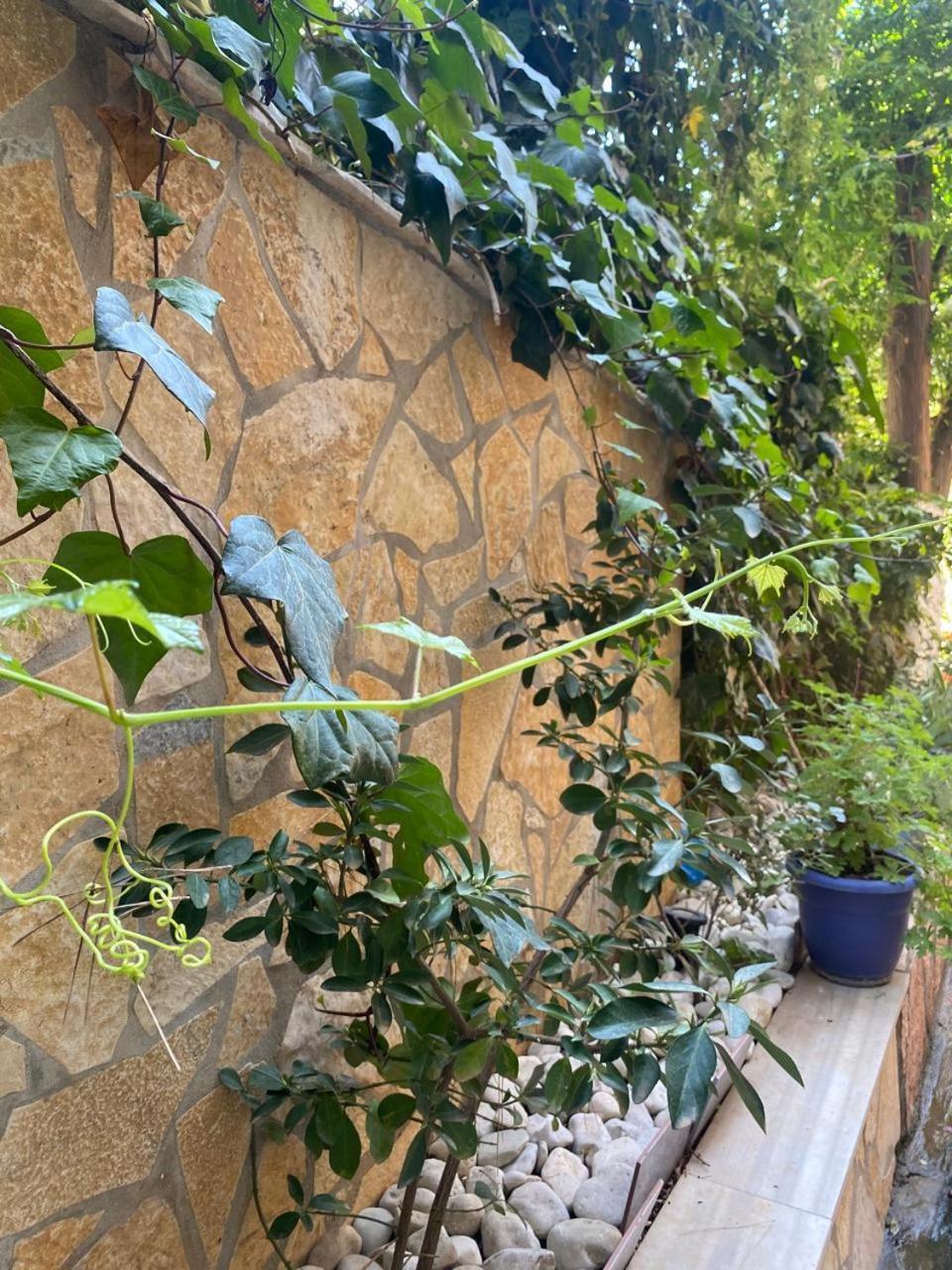 Olive Tree Apartment Sarandë Eksteriør billede